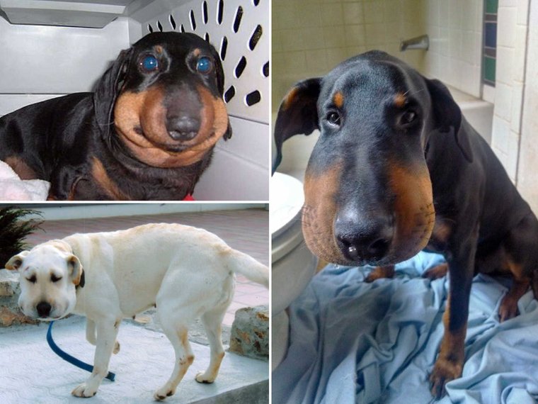 Собаку ужалила пчела