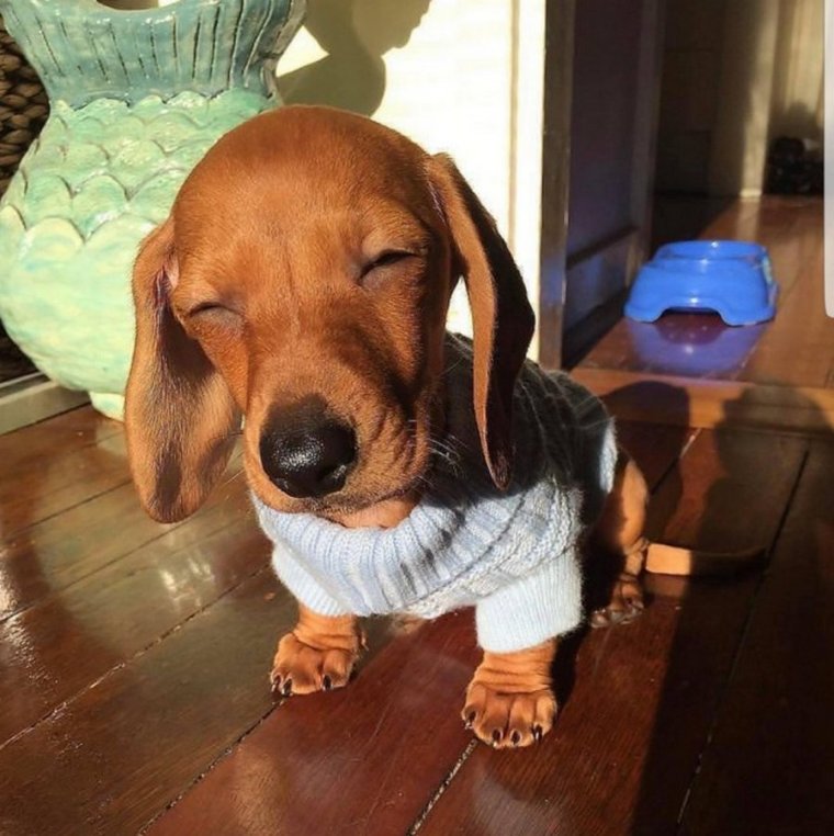 Доброе утро такса