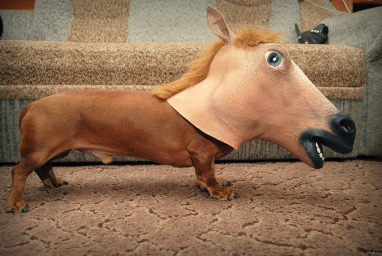 Упоротые таксы