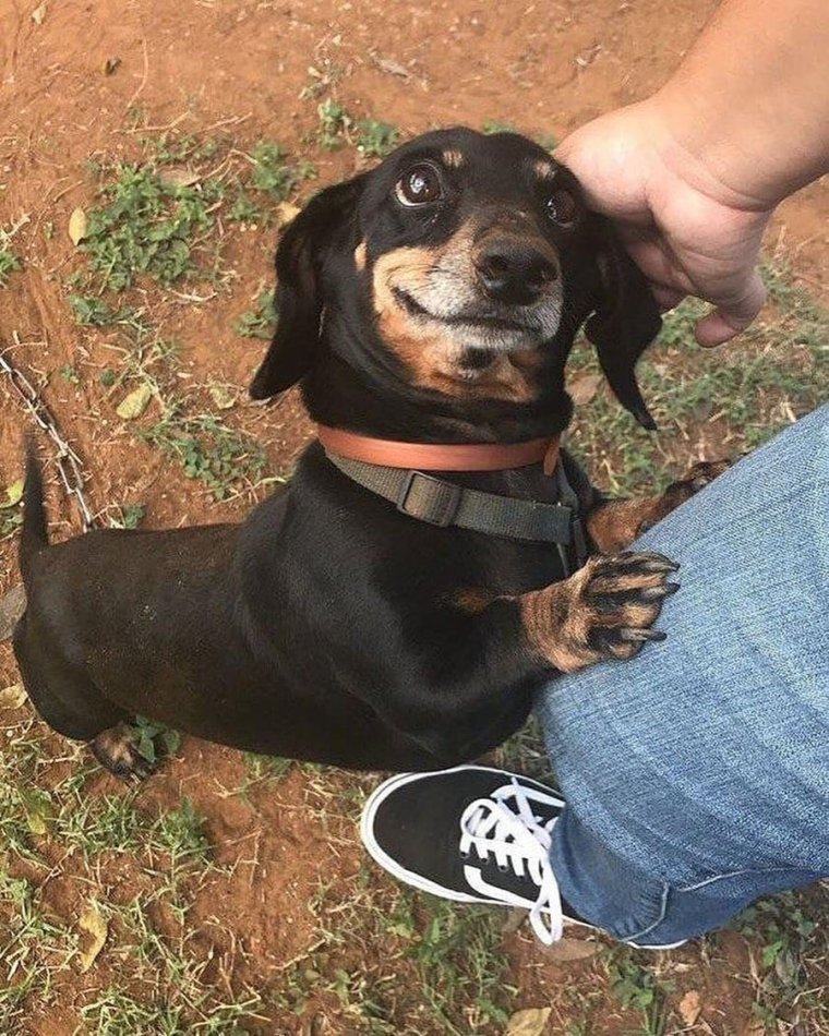 У тебя там другая собака