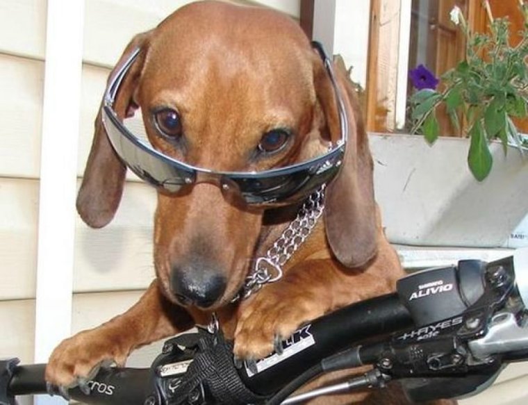 Такса байкер