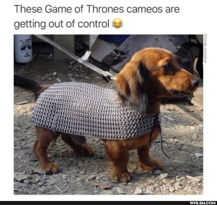 Снуп дог такса