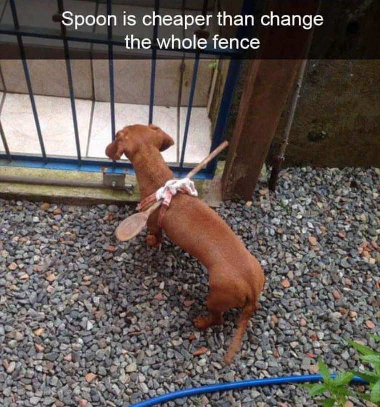 Шишколобый Гнидодав