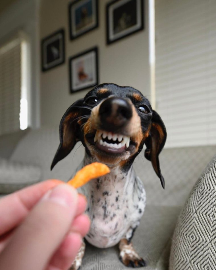 Такса улыбака