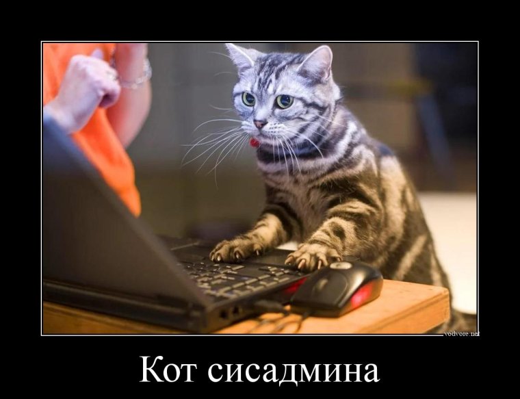 Кот сисадмин