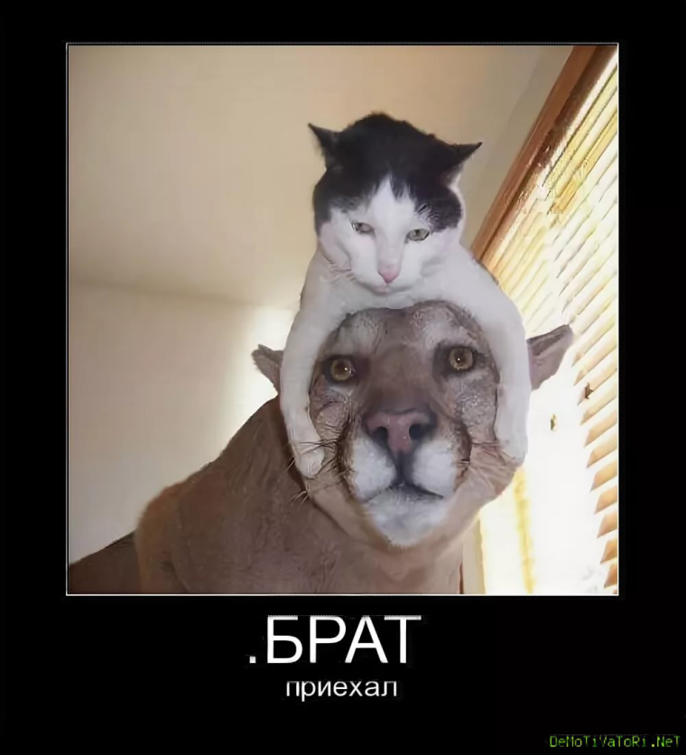 Смешные братья