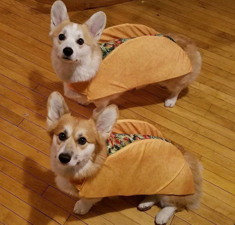 Корги Фанни