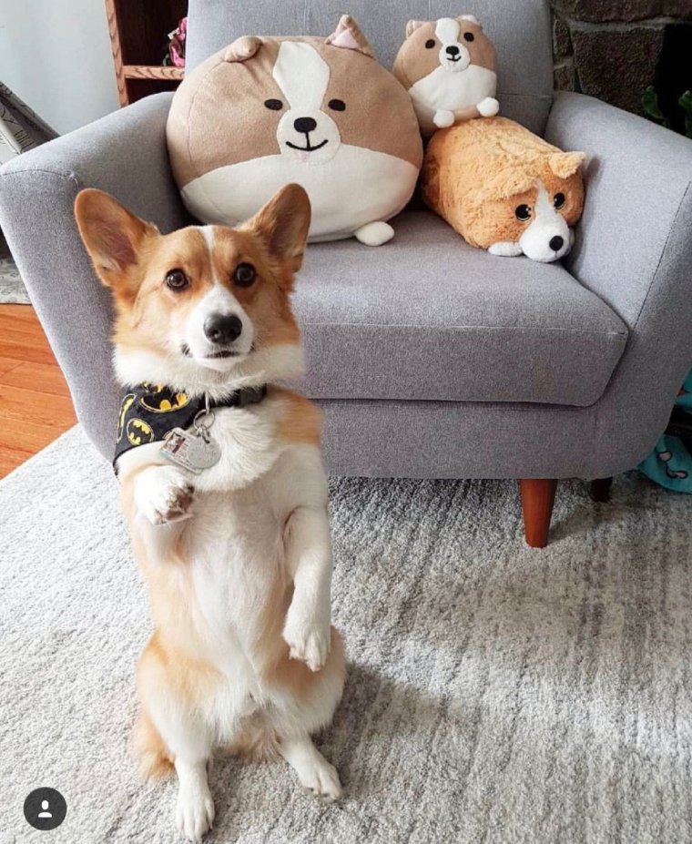 Вельш корги Эстетика