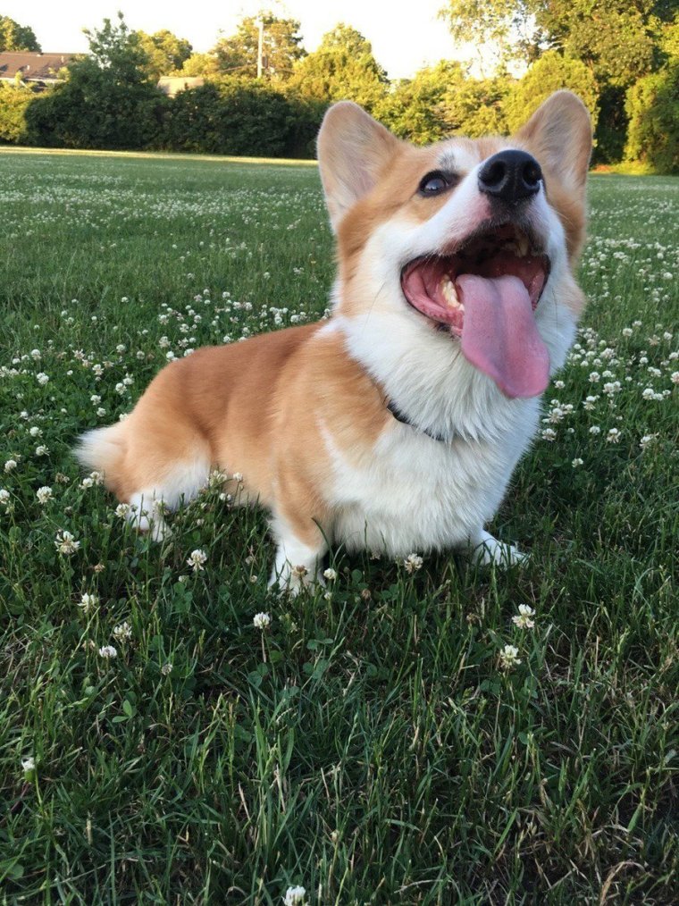 Королевский вельш корги