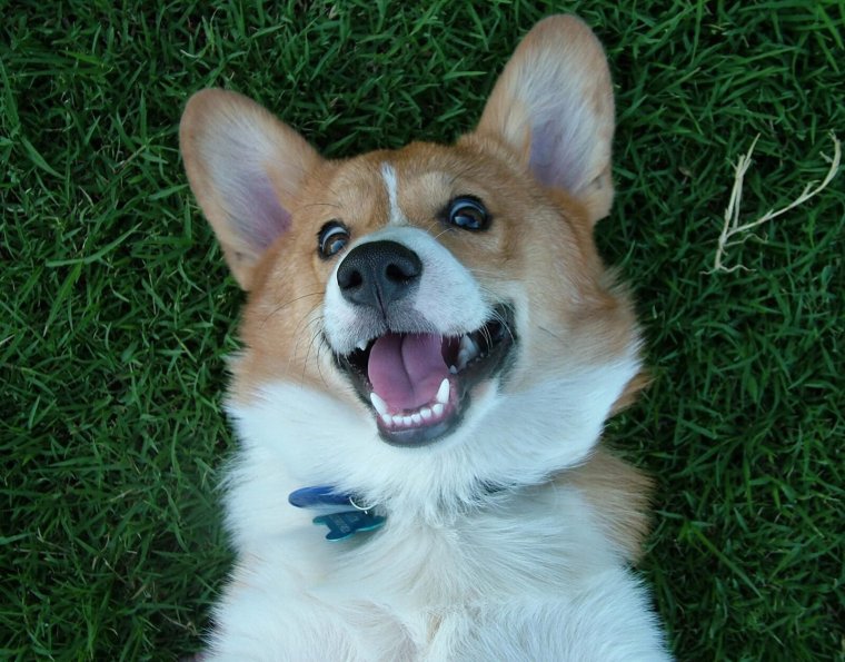 Вельш корги пемброк собаки улыбаки