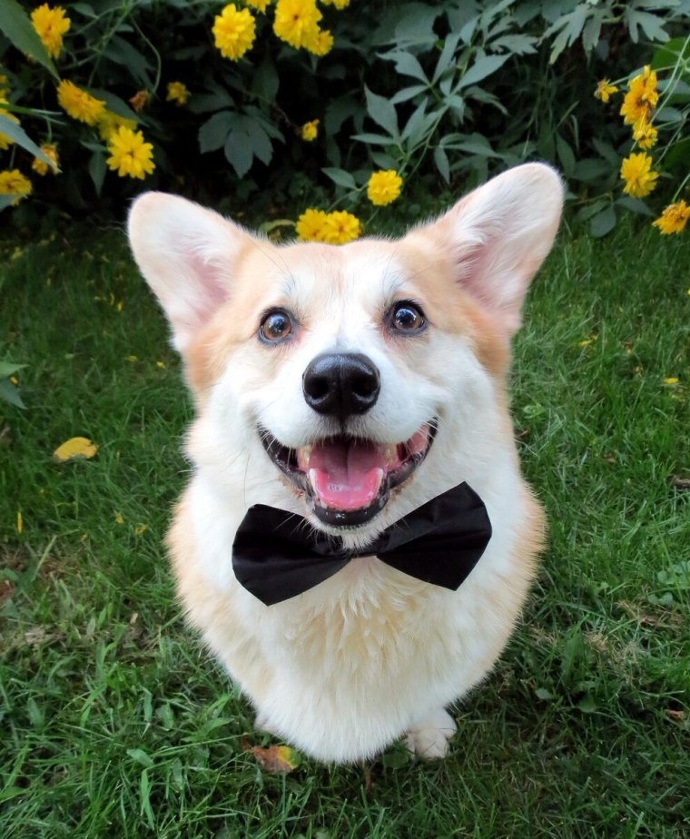 Собака улыбака корги