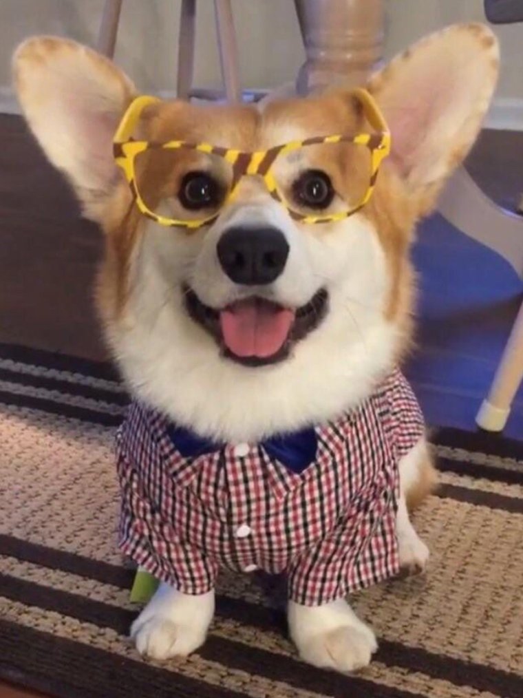 Смешные щенки вельш корги