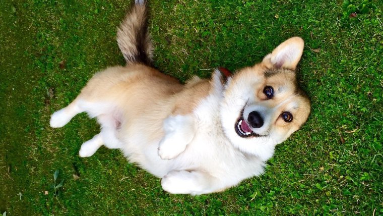 Корги пемброк смешные