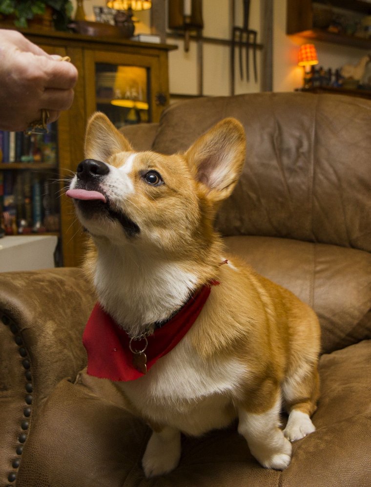 Чемпион Америки вельш корги