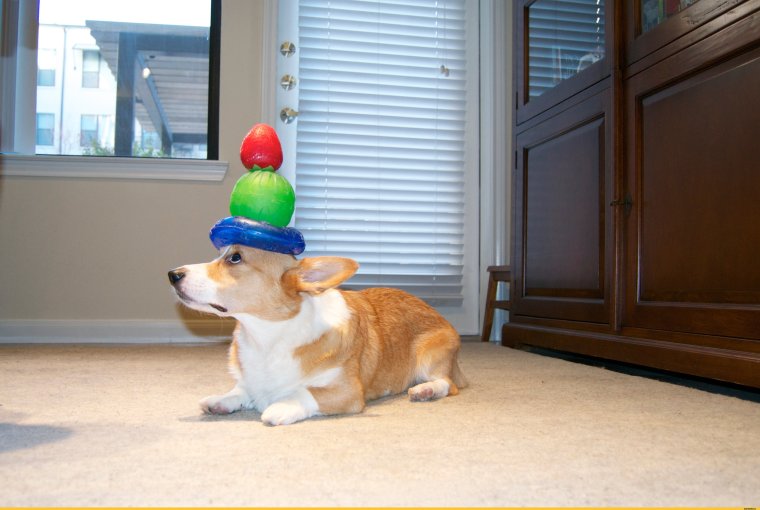 Смешные фото с корги про работу