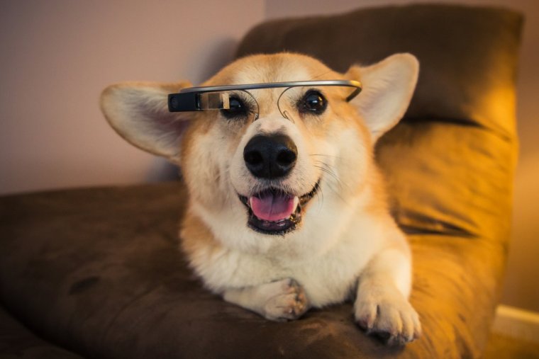 Забавные вельш корги