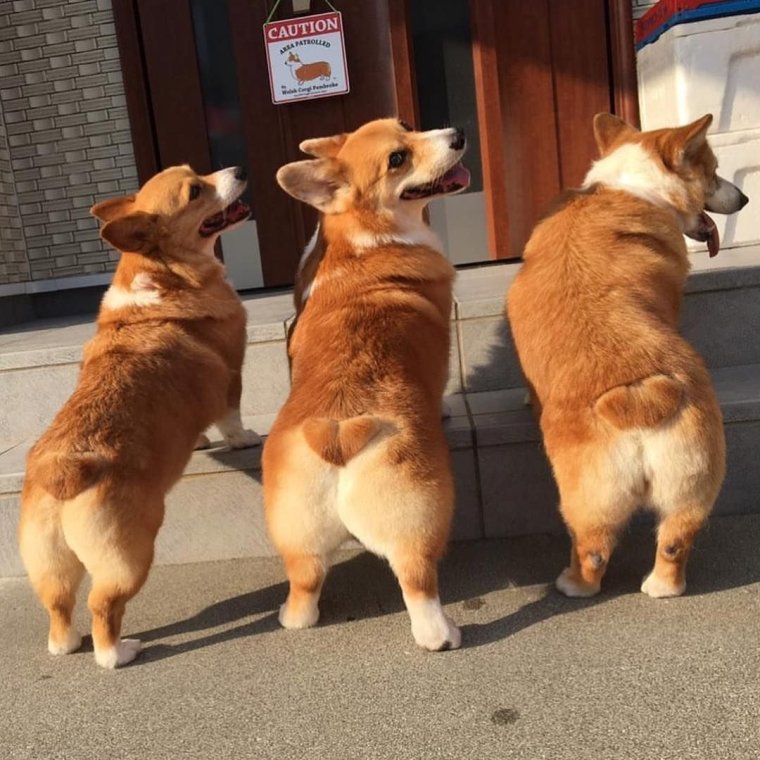 Вельш корги пемброк сзади