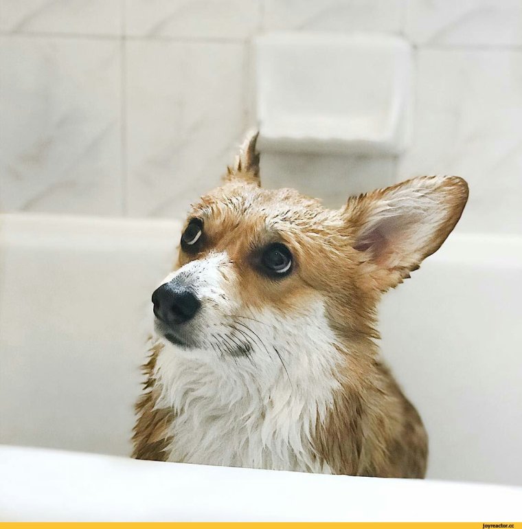 Прикольные видео с корги