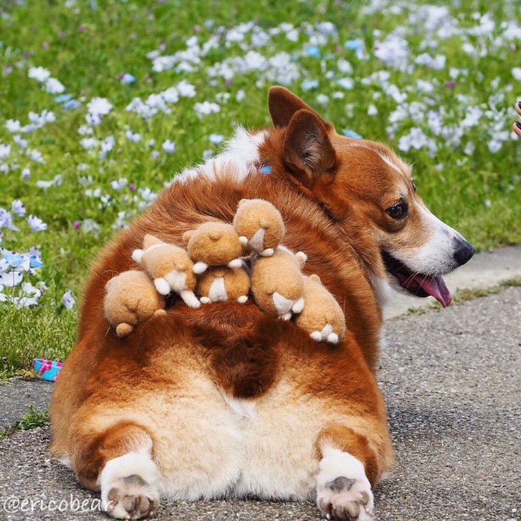 Веселый вельш корги