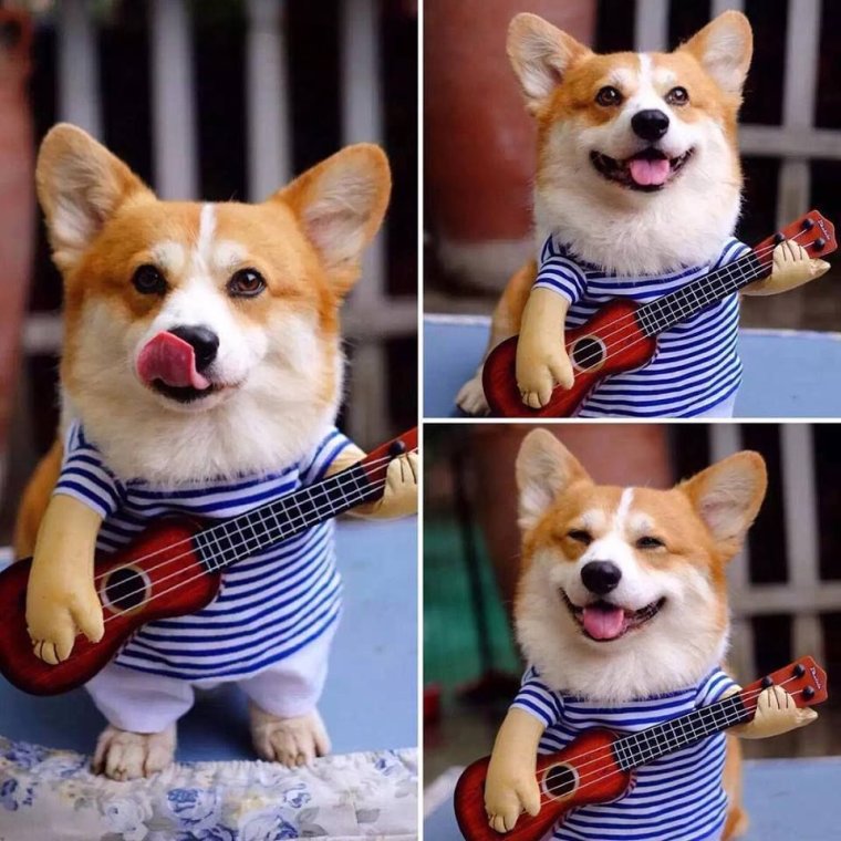 Вельш корги смешные