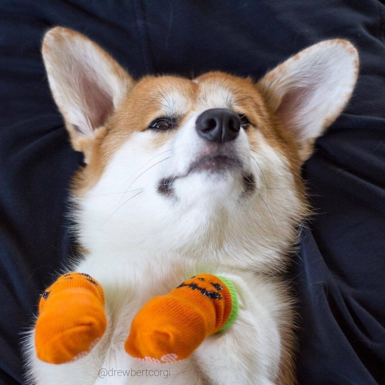 Корги Фанни