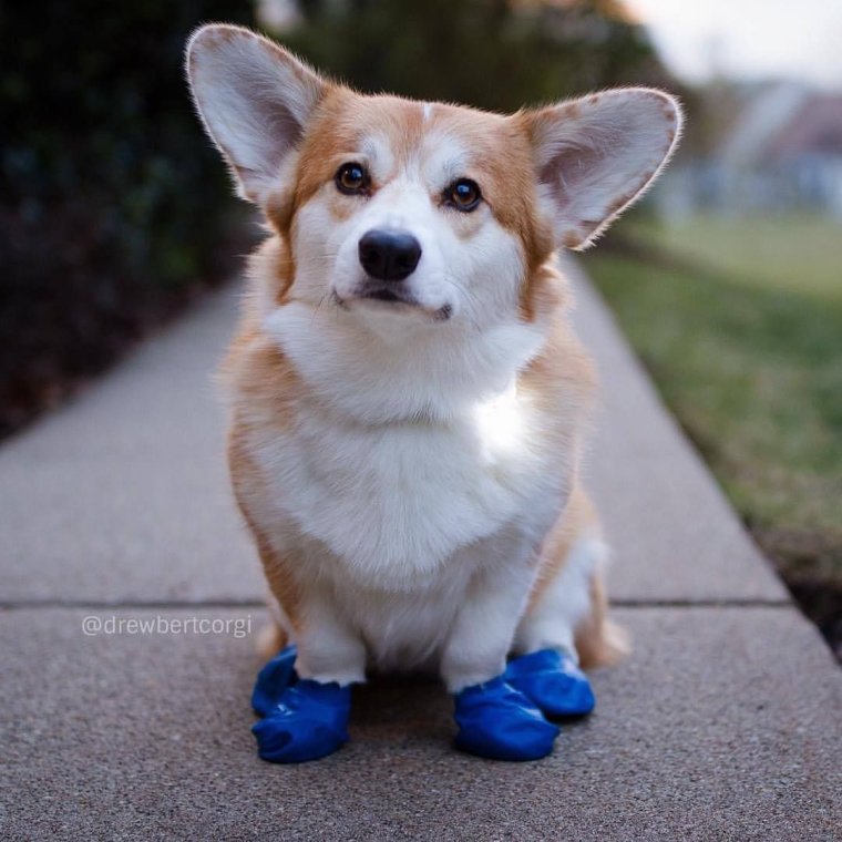 Корги пемброк сзади