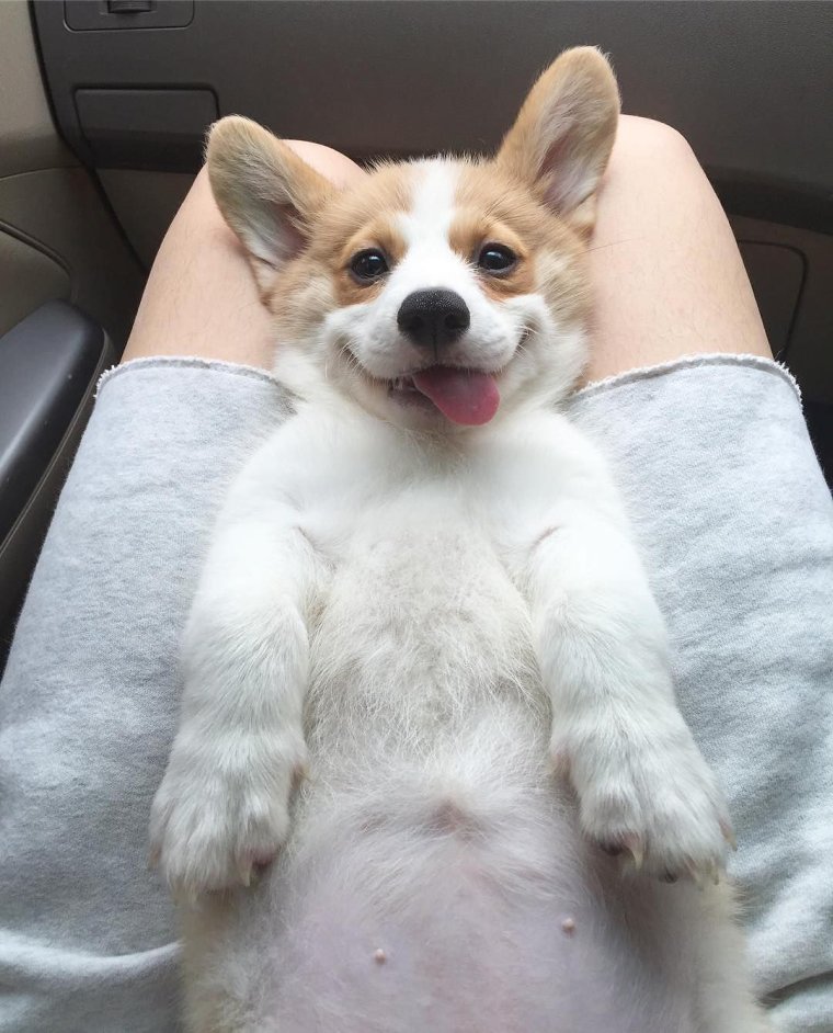 Вельш корги пемброк задние лапы