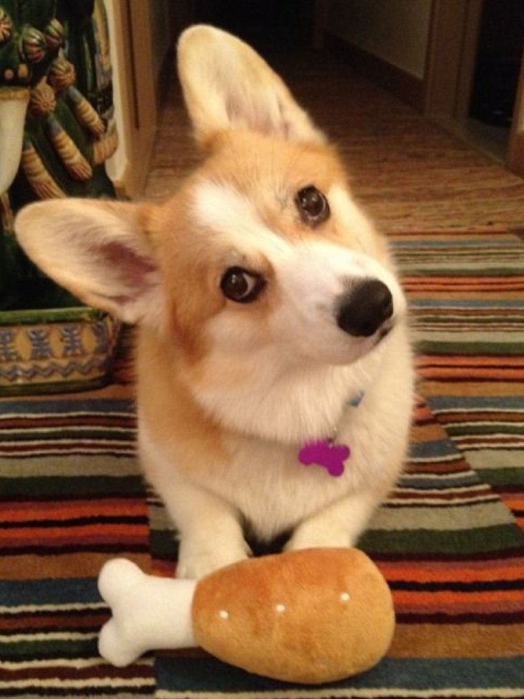 Вельш корги смешные