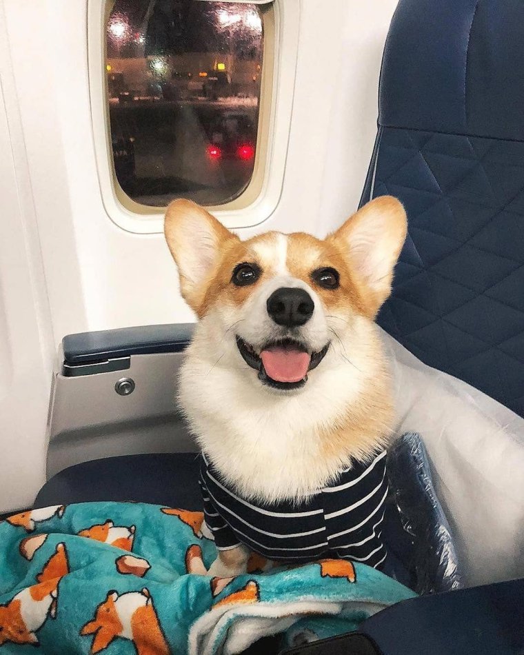 Корги путешественник