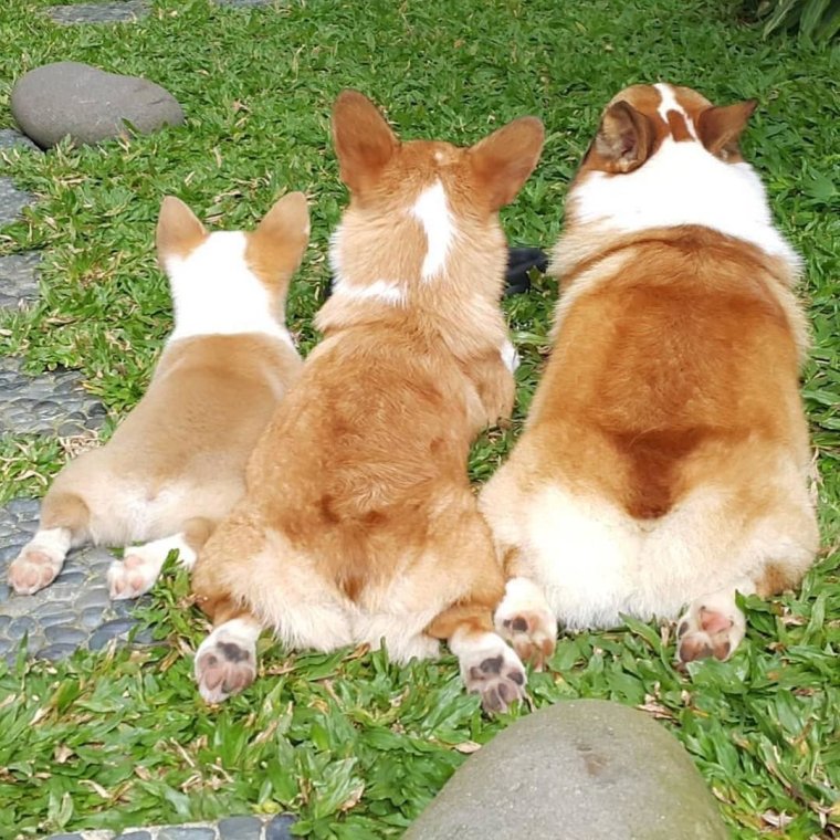 Вельш корги маленький