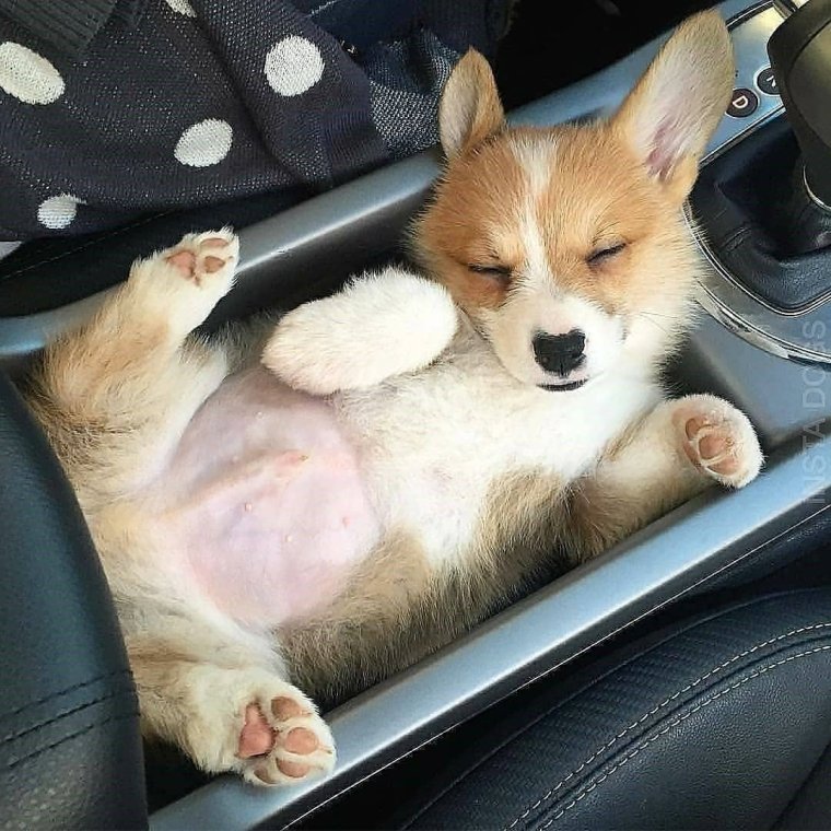 Щенок вельш корги спит