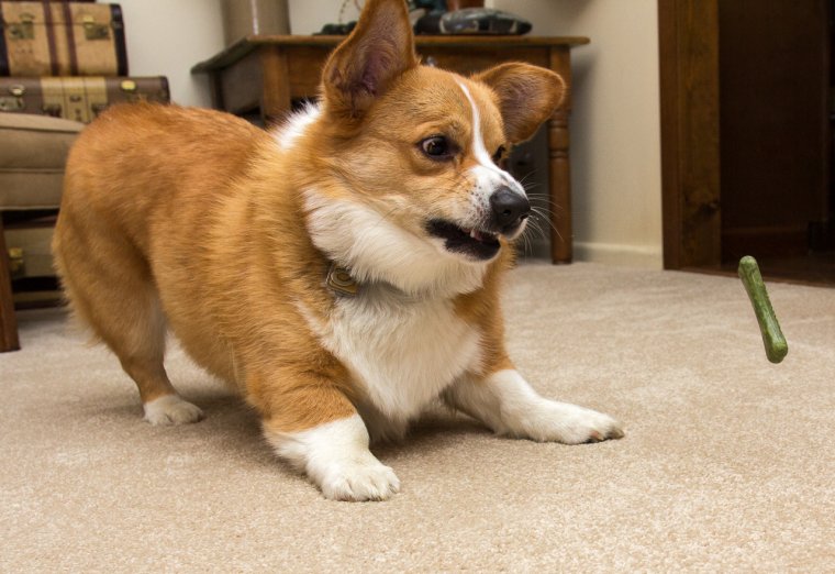 Милые корги