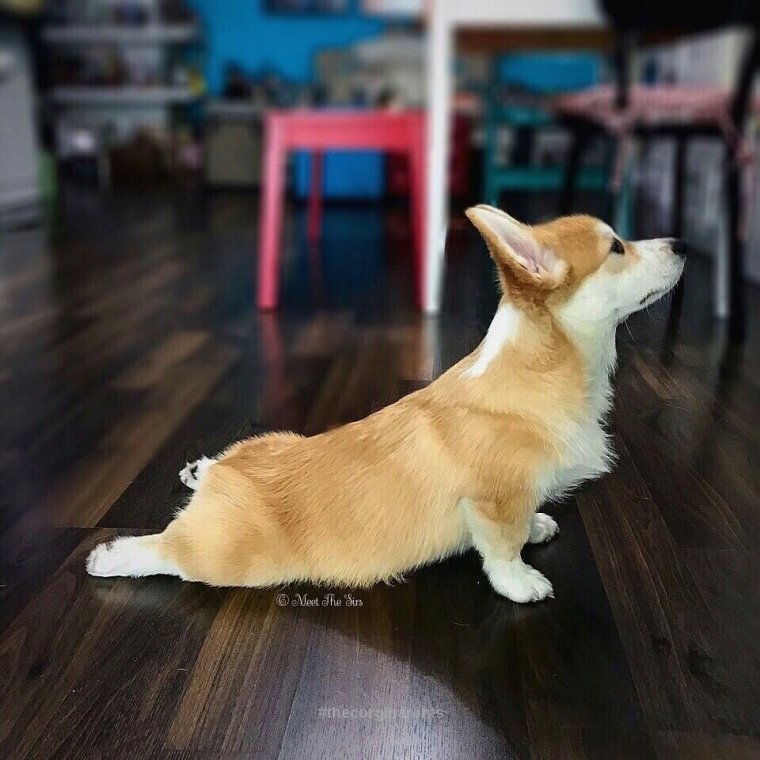 Смешные мемы с корги