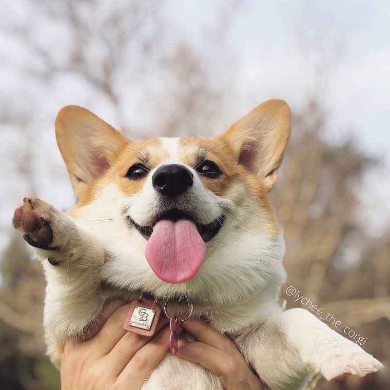 Вельш корги улыбается