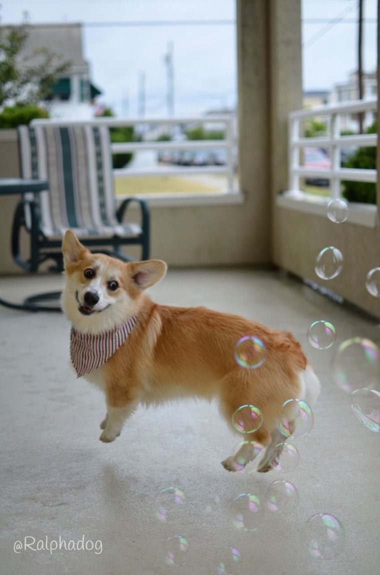 Корги пемброк смешные