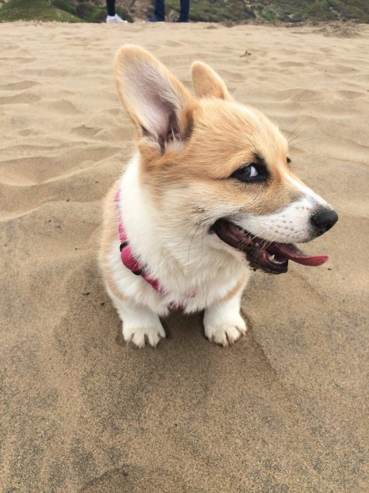 Собака-улыбака порода корги
