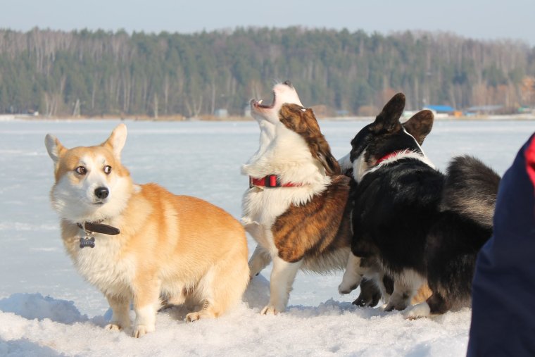 Дарио вельш корги