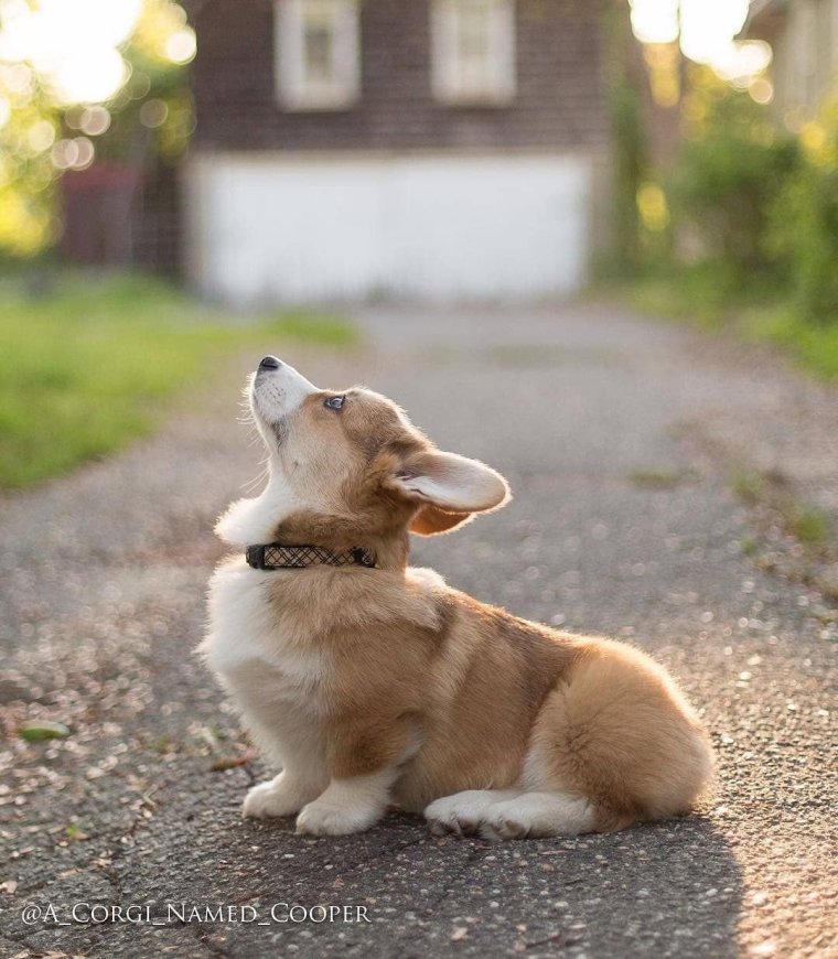 Вельш корги пемброк милые