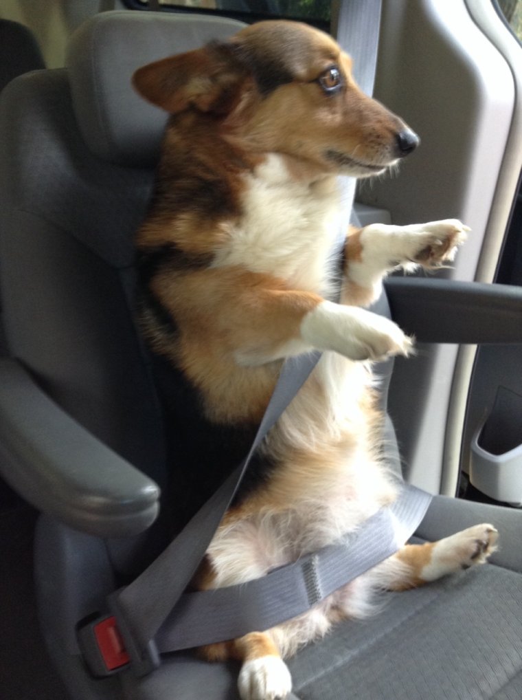 Каникросс с корги