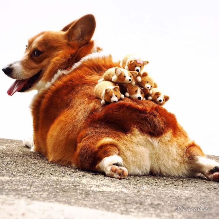 Корги пемброк толстый