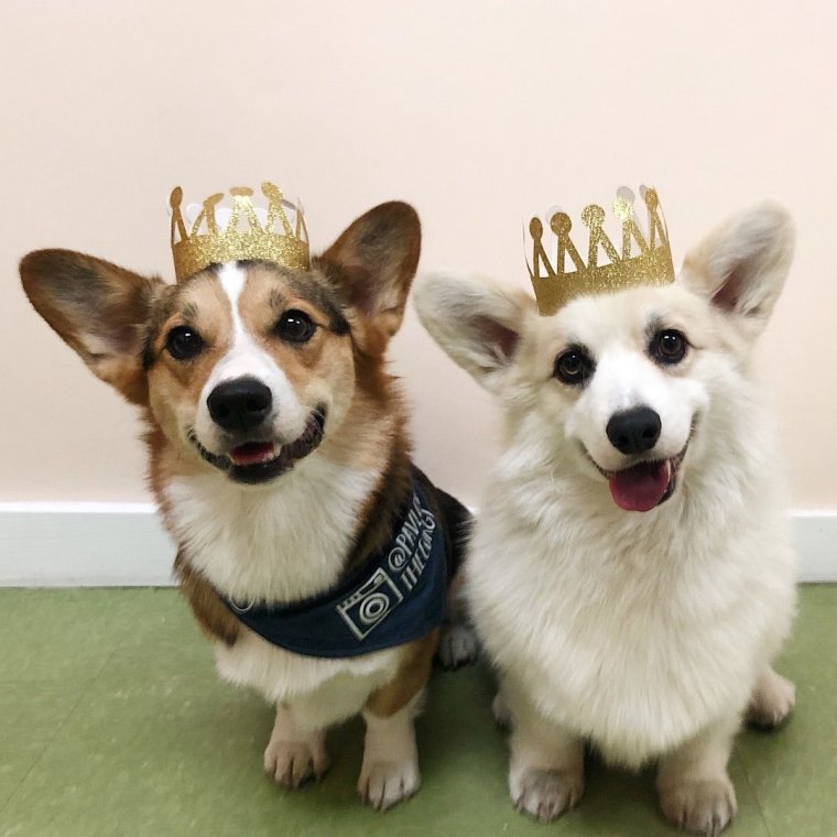 Белый корги