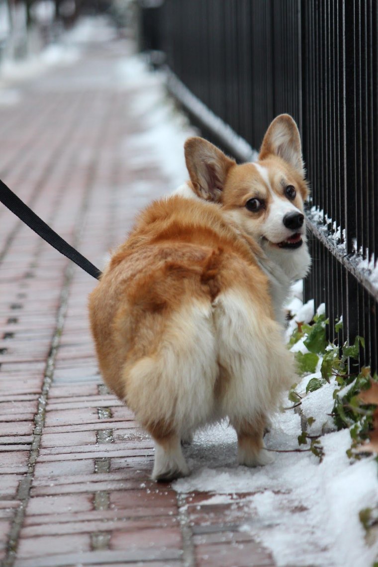 Вельш корги Эстетика
