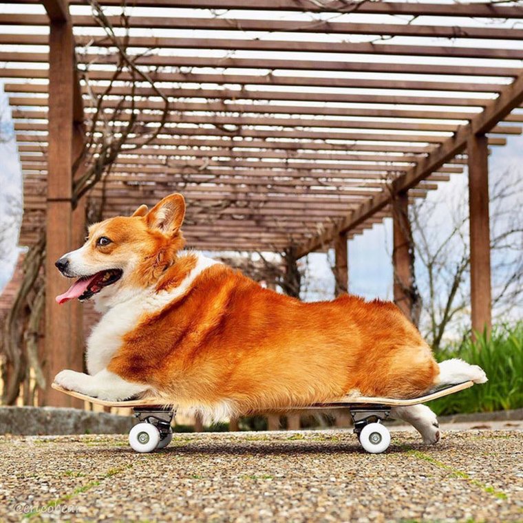 Вельш корги пемброк приколы