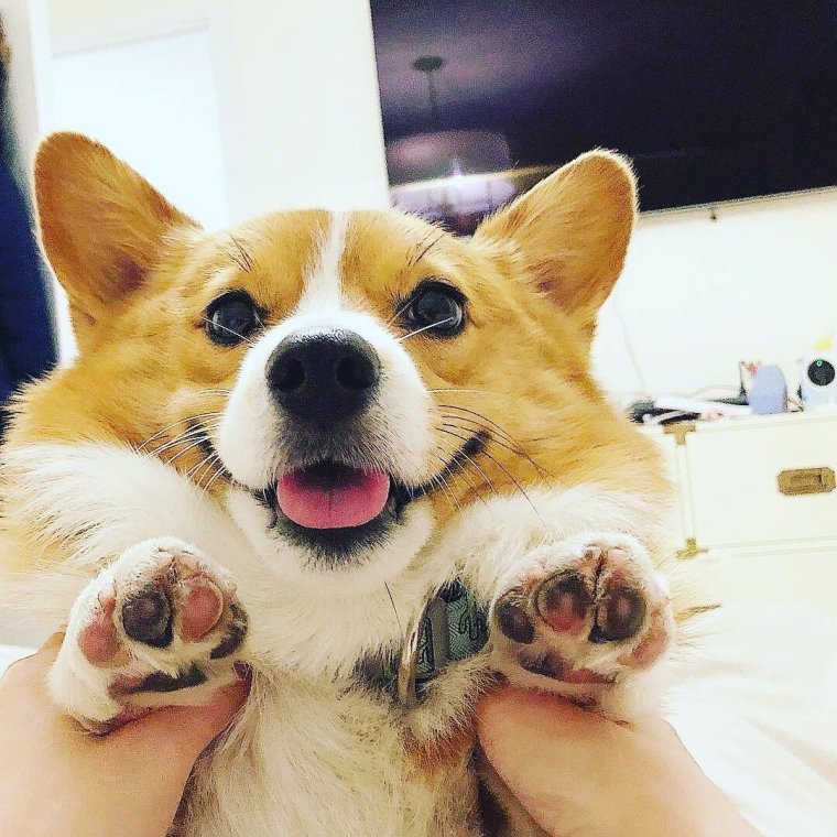 Веселый вельш корги