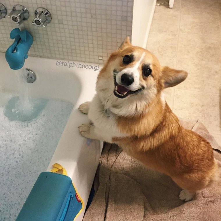 Вельш-корги пемброк моется