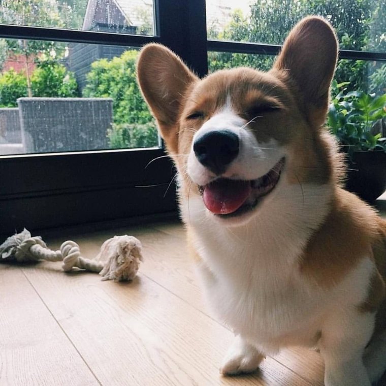 Вельш корги пемброк попа