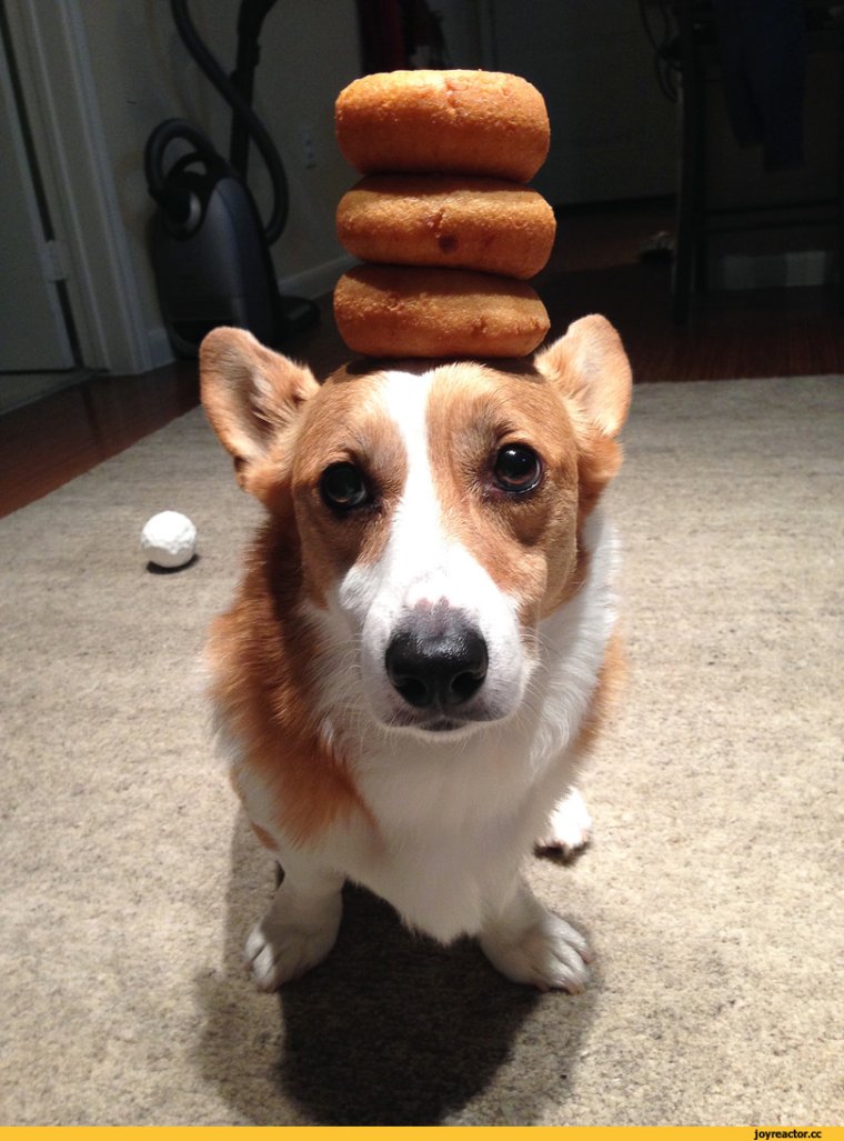 Вельш корги приколы