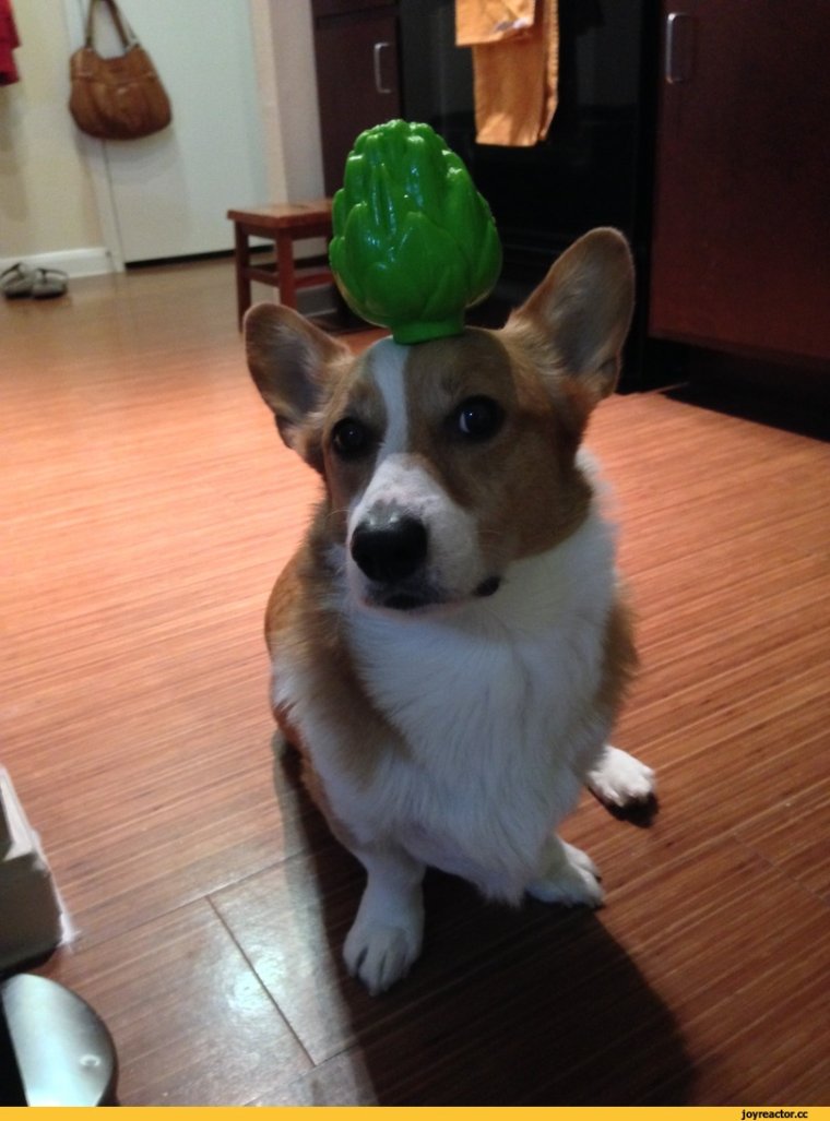 Смешные видеоролики про корги