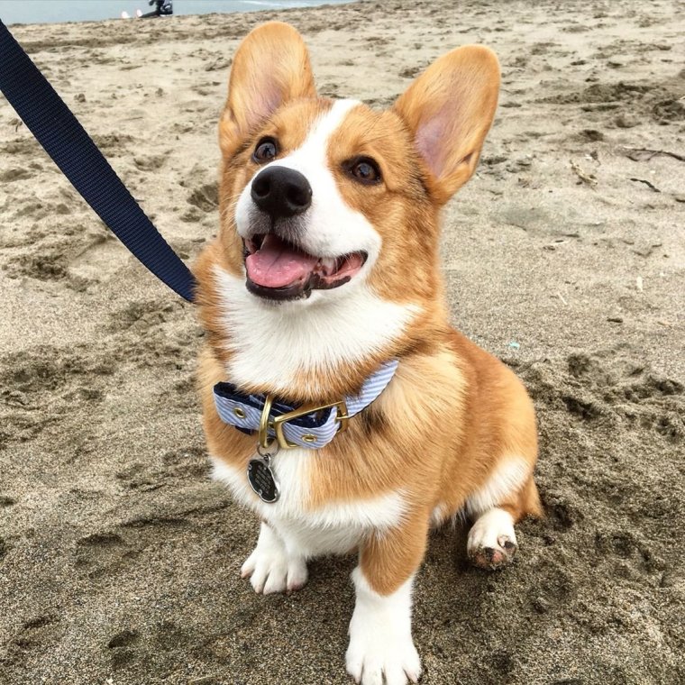 Вельш корги с банданой