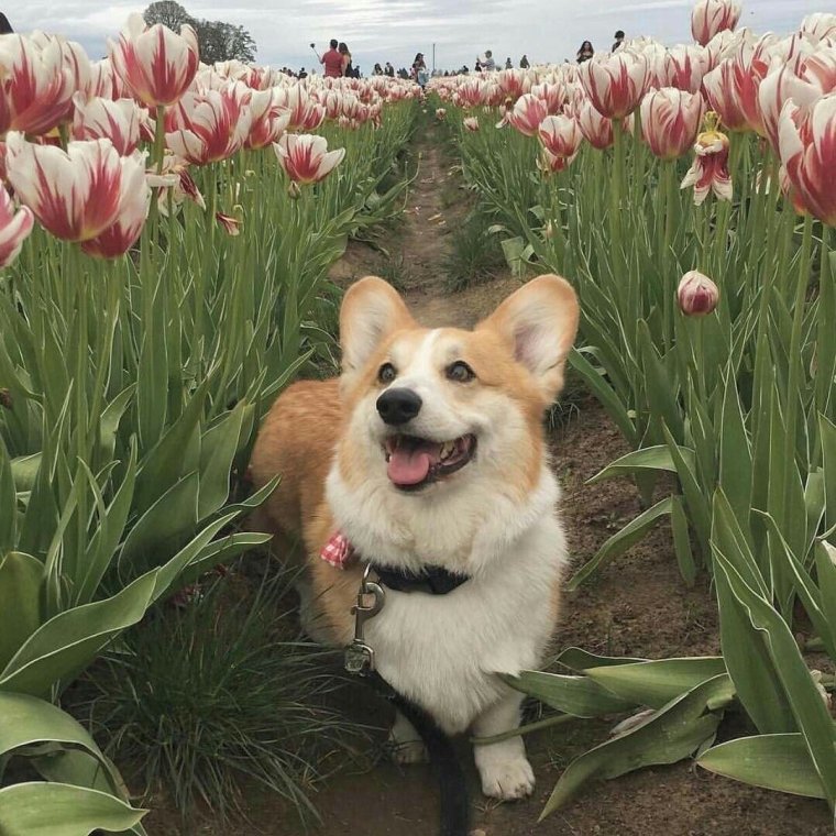 Корги калачиком